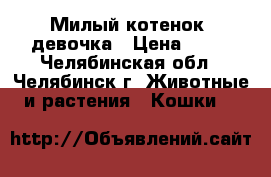 Милый котенок, девочка › Цена ­ 10 - Челябинская обл., Челябинск г. Животные и растения » Кошки   